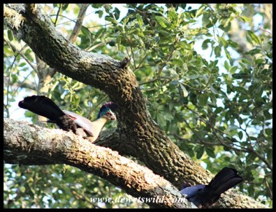 Purple-crested turacos