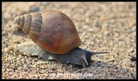 Giant land snail