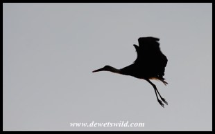 Woolly-necked stork taking flight