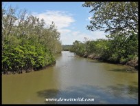 Stands of mangroves line inlets and islands