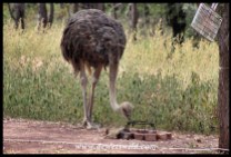 Ostrich at home in Bontle, Marakele NP