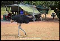 Ostrich at home in Bontle, Marakele NP