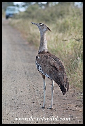 Kori bustard, one of the biggest flying birds on earth