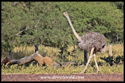 Female ostrich