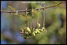 Sickle Bush seedpods