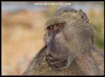 Pensive baboon
