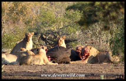 Lion pride with buffalo kill