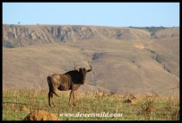 Blue wildebeest like open terrain