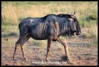 Blue wildebeest cow