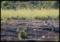 Leopard hunting jackals