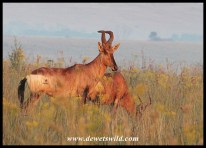 Red Hartebeest in grassland at Rietvlei Nature Reserve