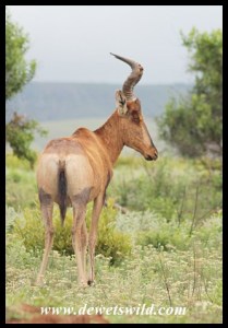 Red Hartebeest in mixed thronveld-savana at Ithala Game Reserve