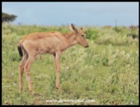 Red Hartebeest calf