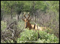 Red Hartbeest in thornveld at Suikerbosrand Nature Reserve