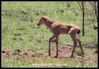 Red Hartebeest calf