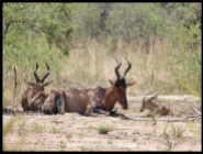 Red Hartebeest cow and calf