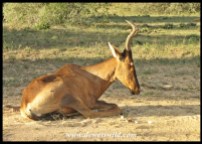 Red Hartebeest cow at rest