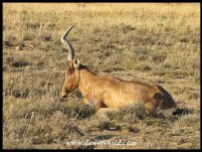 Red Hartebeest bull at rest