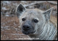 Spotted hyena close-up