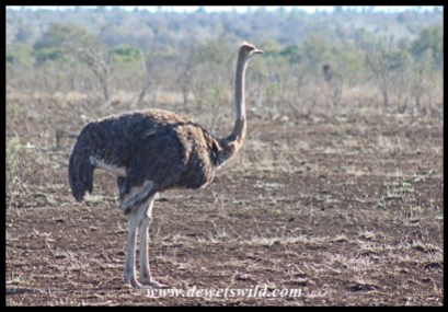 Ostrich female