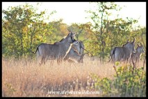 Roan Antelope herd along the Nshawu marsh in Kruger