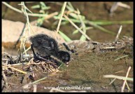 Black Crake chick at Shipandani Hide