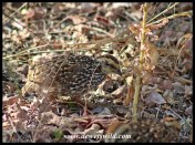 Natal Spurfowl chick scratching for food in Mopani