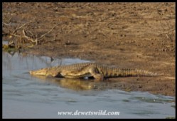 Nle crocodile slipping into the water
