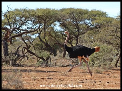 Male Ostrich on the run