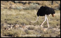 Ostrich male with his chicks
