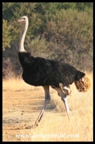 Male Ostrich (photo by Joubert)