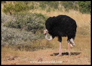 Ostrich male searching for a bite