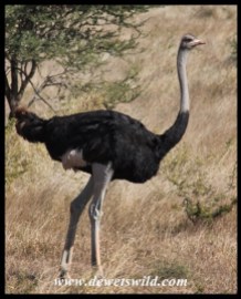 Ostrich male in breeding condition