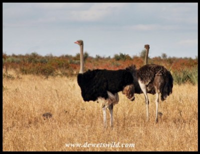 Ostrich couple