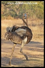 Ostrich female setting off