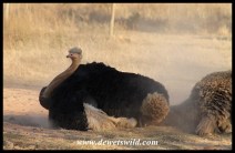 Ostriches love dustbaths