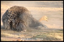 Ostriches love dustbaths
