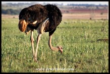 Grazing ostrich
