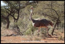 Female Ostrich on the run