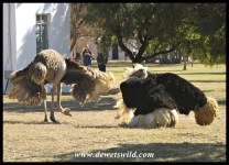 Ostrich mating display