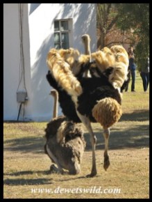 Ostrich mating display