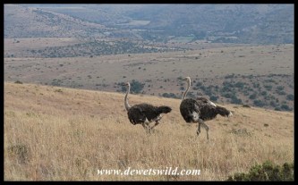 Ostriches in the hills of Mountain Zebra National Park