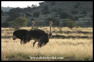 Ostrich couple in the Karoo