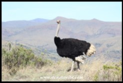 Ostriches mating at Mountain Zebra National Park