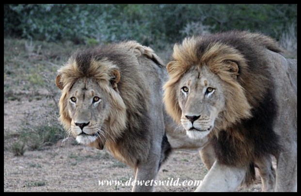 Kings of Addo, seen near Addo's new Nyathi Camp