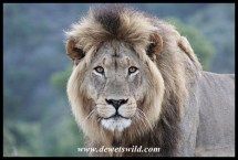 Lion Kings of Addo
