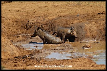 Warthog mudbath
