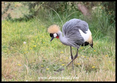 Grey Crowned Crane