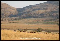 Kgaswane scenery towering above a herd of sable antelope