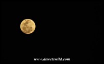 Full moon over Kgaswane
